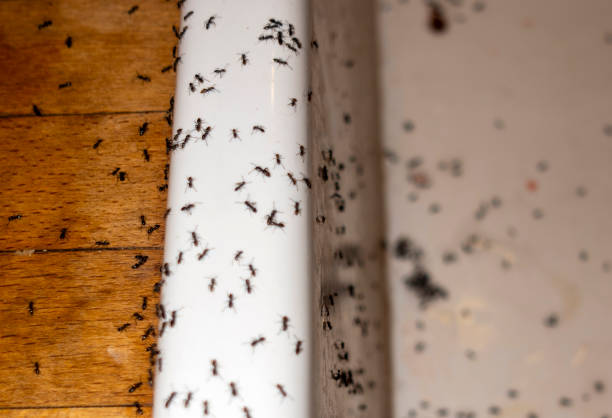 Best Cockroach Control Services  in Grovetown, GA
