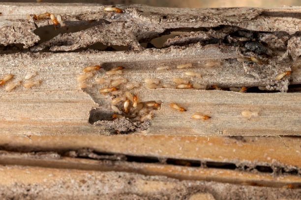 Best Pest Prevention Services  in Grovetown, GA